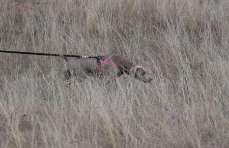 Weimaraner for sale by ASHBOLT