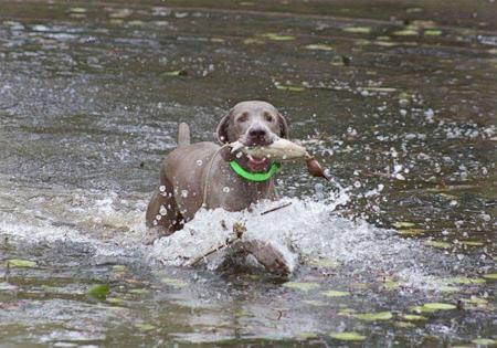 Weimaraner for sale by ASHBOLT