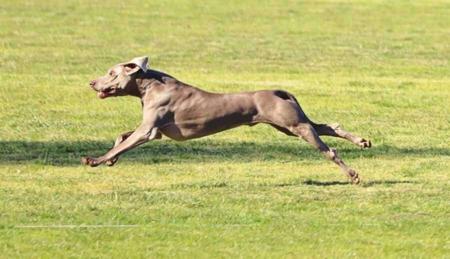Weimaraner for sale by ASHBOLT