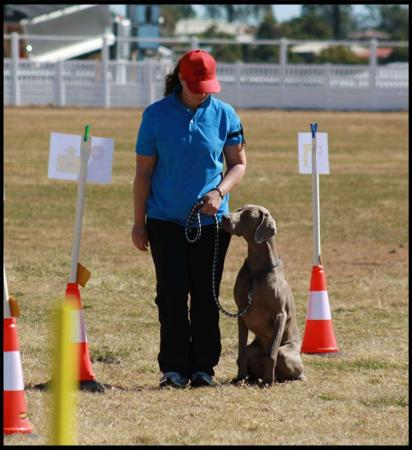 Weimaraner for sale by ASHBOLT