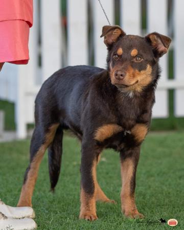 Australian Kelpie for sale by HUNTARUSH