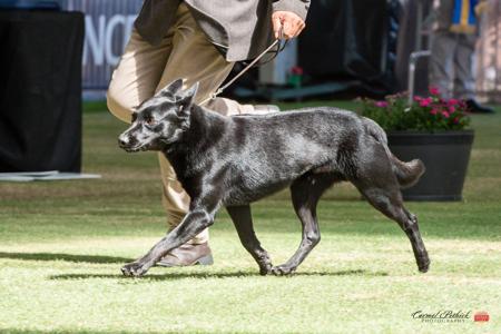 Australian Kelpie for sale by HUNTARUSH