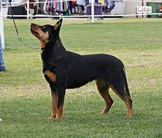 Australian Kelpie for sale by HUNTARUSH