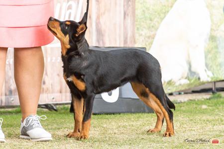 Australian Kelpie for sale by HUNTARUSH