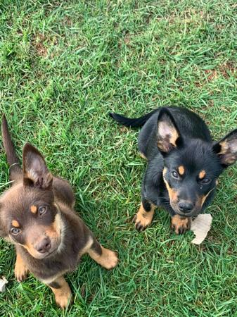 Australian Kelpie for sale by RUSHCREEK