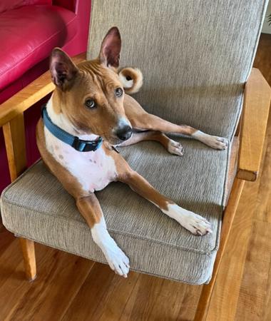 Basenji puppy for sale by GLENDAWN