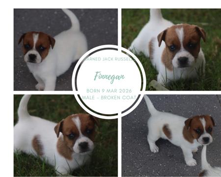 Jack Russell Terrier puppy for sale by SARNED