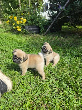 Pug puppy for sale by PRETTIPAWS