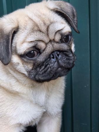 Pug for sale by PRETTIPAWS