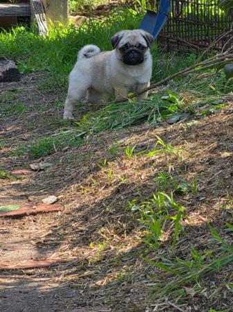 Pug for sale by PRETTIPAWS