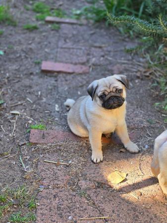 Pug for sale by PRETTIPAWS