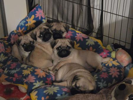 Pug for sale by PRETTIPAWS