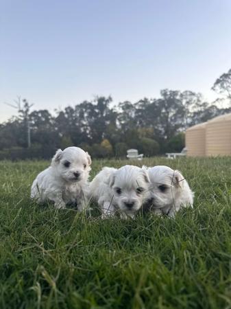 Maltese for sale by MARTEAELL