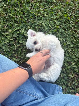 Maltese for sale by MARTEAELL