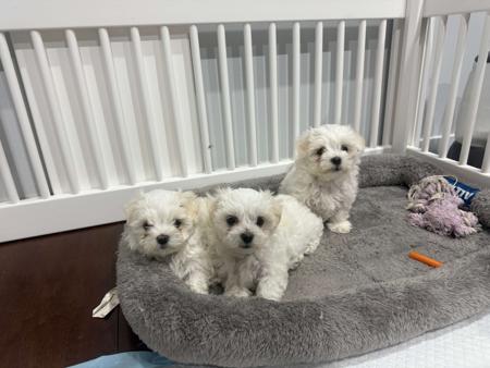 Maltese for sale by MARTEAELL