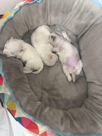 Maltese for sale by MARTEAELL