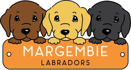 Labrador Retriever for sale by MARGEMBIE