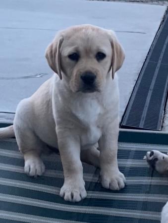 Labrador Retriever puppy for sale by MARGEMBIE