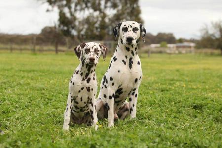 Dalmatian for sale by JENDALLY