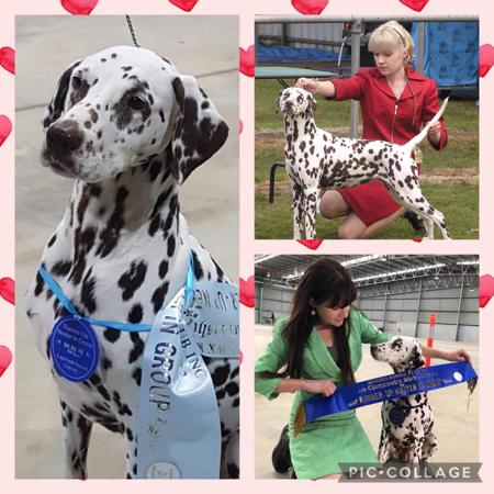 Dalmatian for sale by JENDALLY
