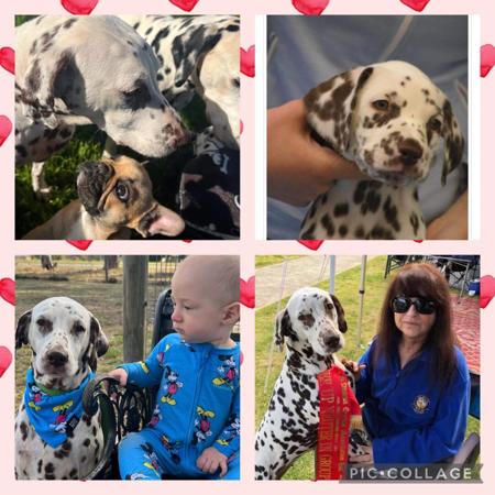 Dalmatian for sale by JENDALLY