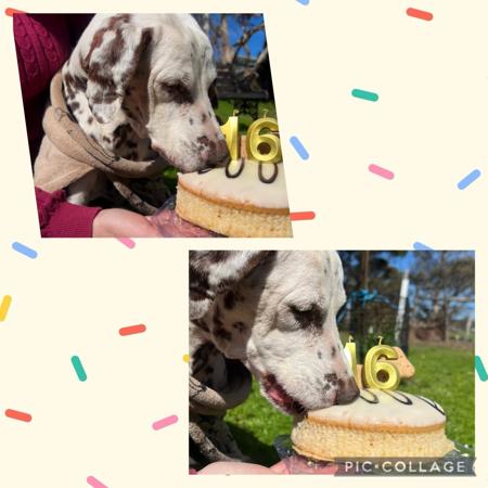 Dalmatian for sale by JENDALLY