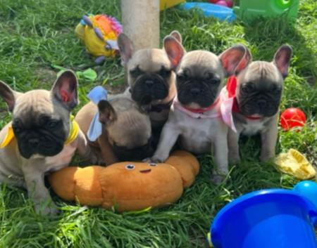 French Bulldog puppy for sale by JENDALLY