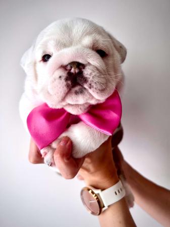 British Bulldog for sale by LEDBETTER