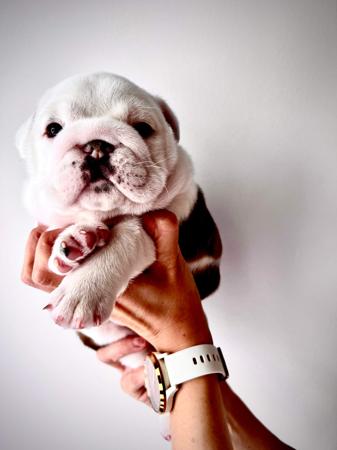 British Bulldog for sale by LEDBETTER