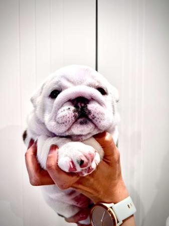 British Bulldog for sale by LEDBETTER