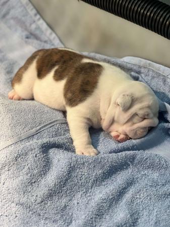 British Bulldog for sale by LEDBETTER