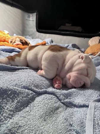 British Bulldog for sale by LEDBETTER
