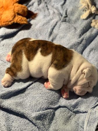 British Bulldog for sale by LEDBETTER