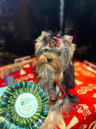 Yorkshire Terrier for sale by GLAMNGLITZ
