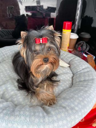 Yorkshire Terrier for sale by GLAMNGLITZ