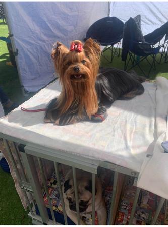 Yorkshire Terrier for sale by GLAMNGLITZ