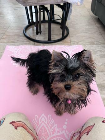 Yorkshire Terrier for sale by GLAMNGLITZ