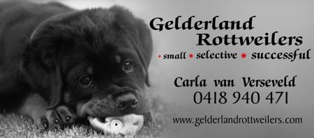 Rottweiler puppy for sale by GELDERLAND