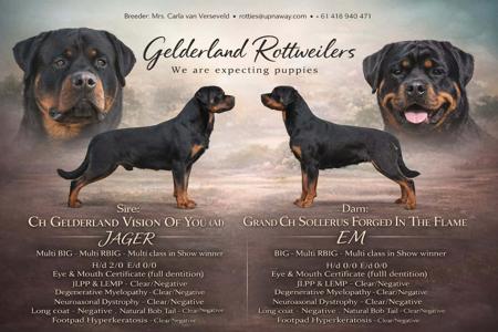 Rottweiler puppy for sale by GELDERLAND
