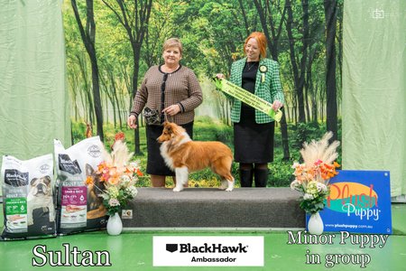 Shelmanna Sultan of Swing Shetland Sheepdog