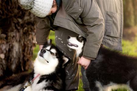Alaskan Malamute for sale by ALASKABOUND
