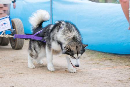 Alaskan Malamute for sale by POLARHIKE