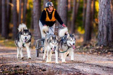 Alaskan Malamute for sale by POLARHIKE