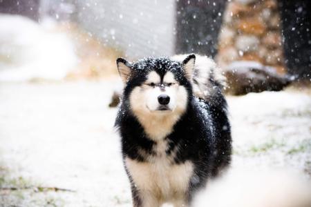 Alaskan Malamute for sale by POLARHIKE