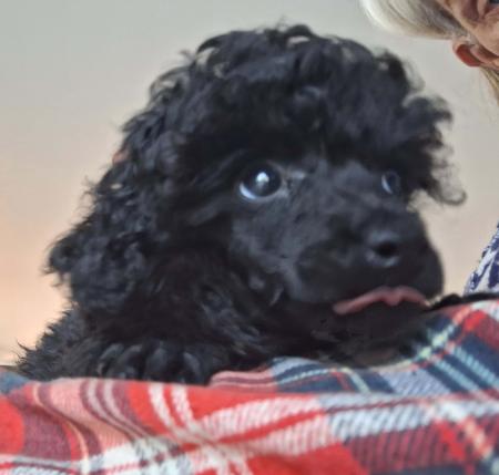 Poodle (Toy) puppy for sale by MARLAU