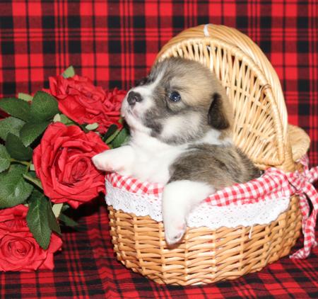Welsh Corgi (Pembroke) puppy for sale by JM