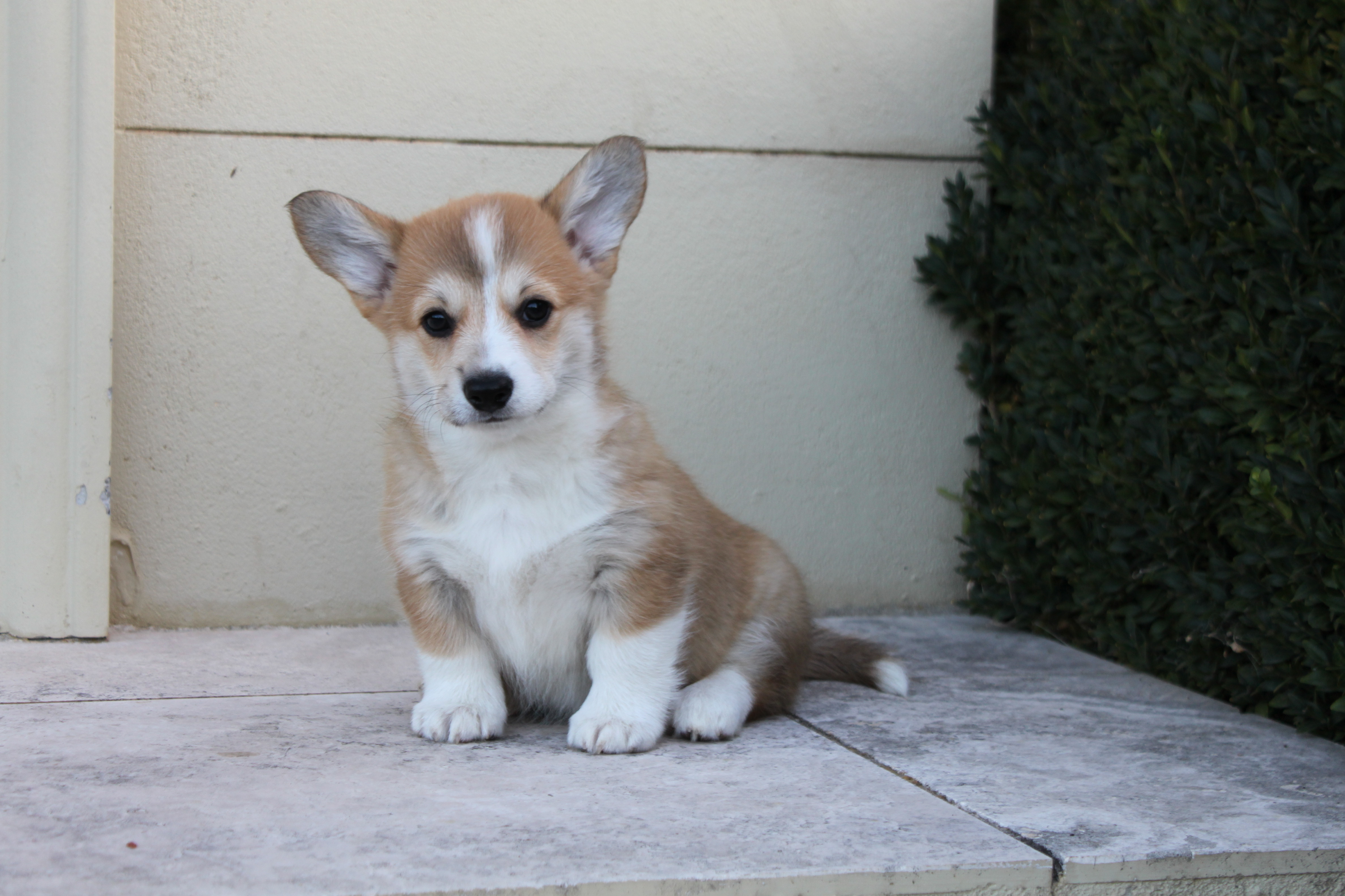 Welsh Corgi (Pembroke) puppy for sale by MAIZING