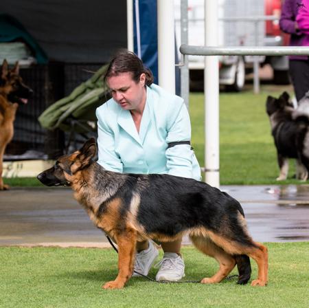 German Shepherd Dog for sale by AMBRISH