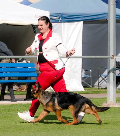 German Shepherd Dog for sale by AMBRISH