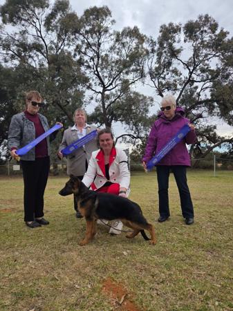 German Shepherd Dog for sale by AMBRISH